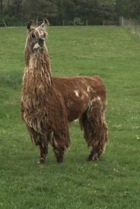 Burnt Mountain's McMurray